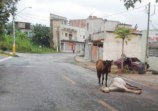 O cavalo que morreu por maus tratos em Aparecida, em caso que ganhou repercussão negativa nas redes sociais e indignação da população (Colaboração)