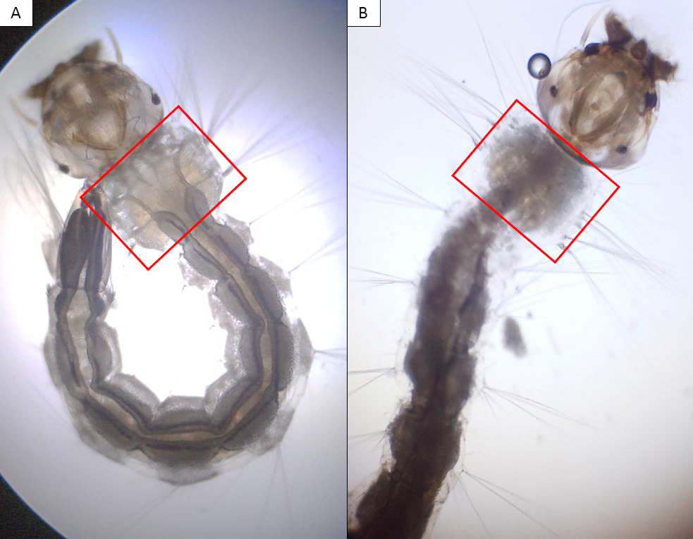 Larvas do mosquito Aedes Aegypti analisadas pela equipe que desenvolveu biodetergente; em destaque, área afetada pela ação do produto (Divulgação)