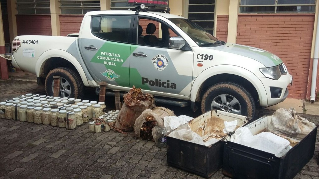 Operação da Polícia apreende palmitos  fabricados ilegalmente, na Zona Rural de Cunha (Divulgação / PM) 