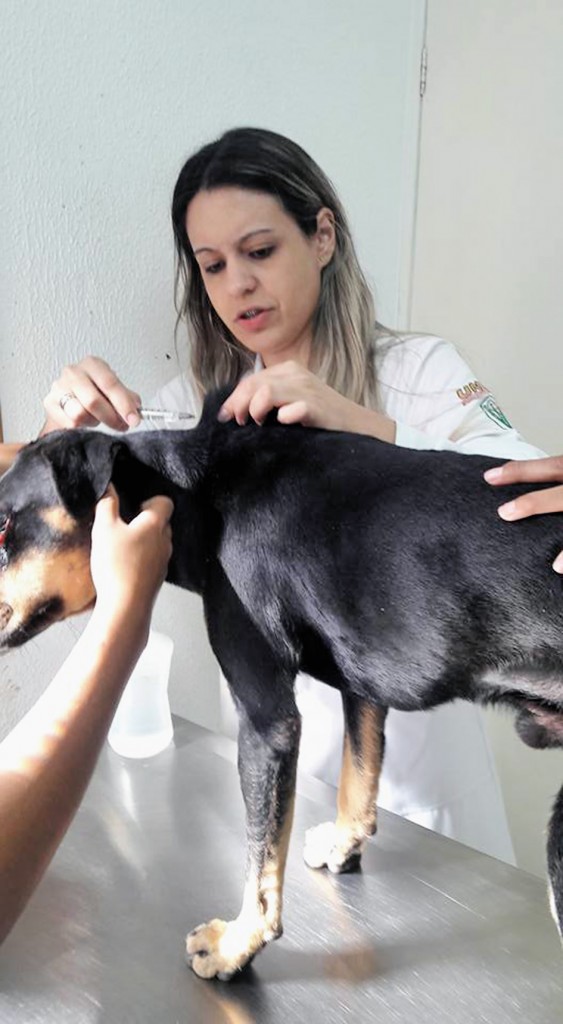 Veterinária faz primeiros atendimentos ao cachorro, vítima de agressão (Foto: Colaboração / UPA)