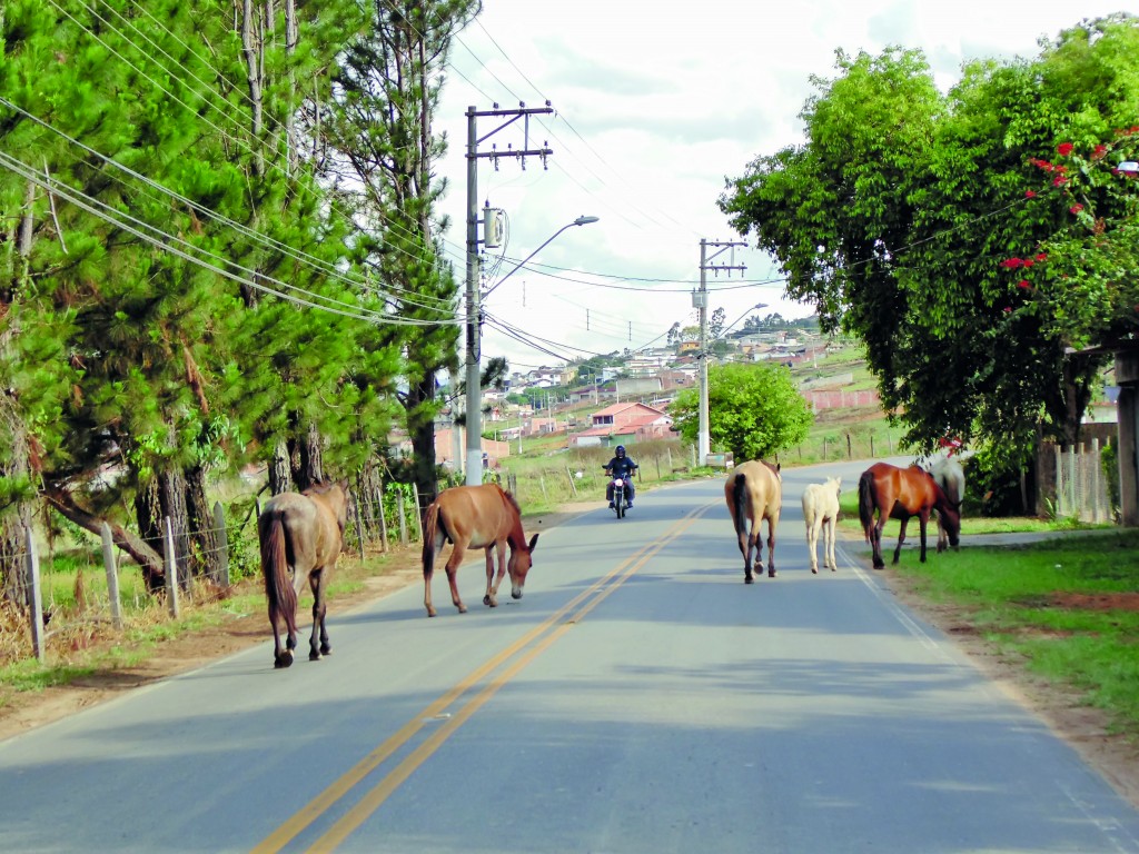 Cavalos soltos na estrada da Colônia do Piagui oferecem riscos aos motoristas; perigo aumentou após rescisão de contrato com empresa (Foto: Carlos Pimentel)