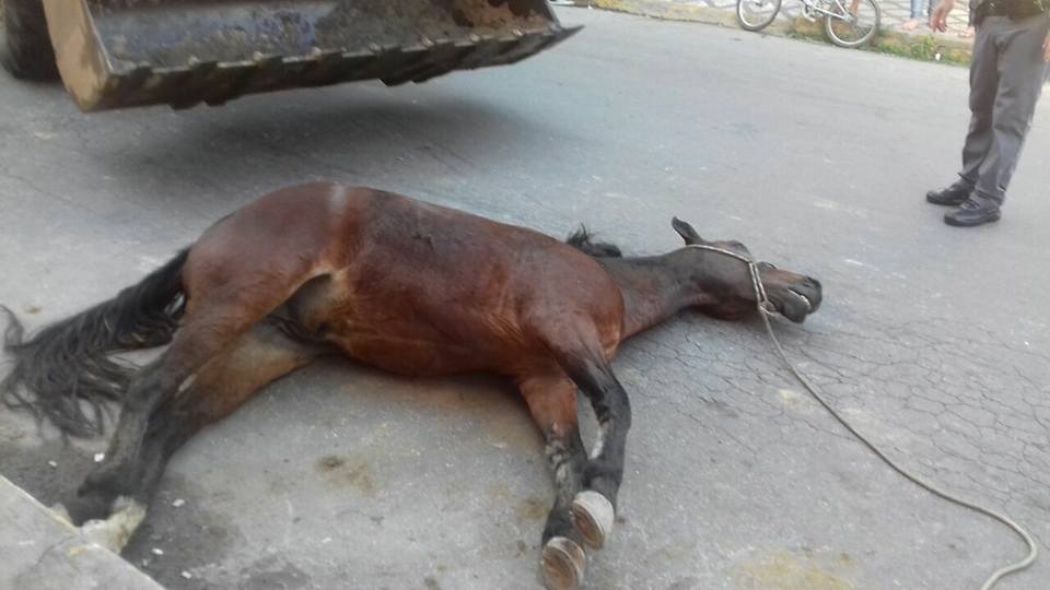 Cavalo morto durante romaria que seguia para Aparecida no último dia 20 (Foto: Reprodução/Facebook)
