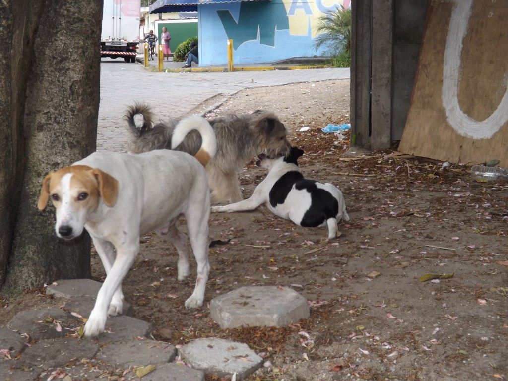 Cães em rua de Lorena; entidade atende animais recolhidos na cidade (Foto: Arquivo Atos)