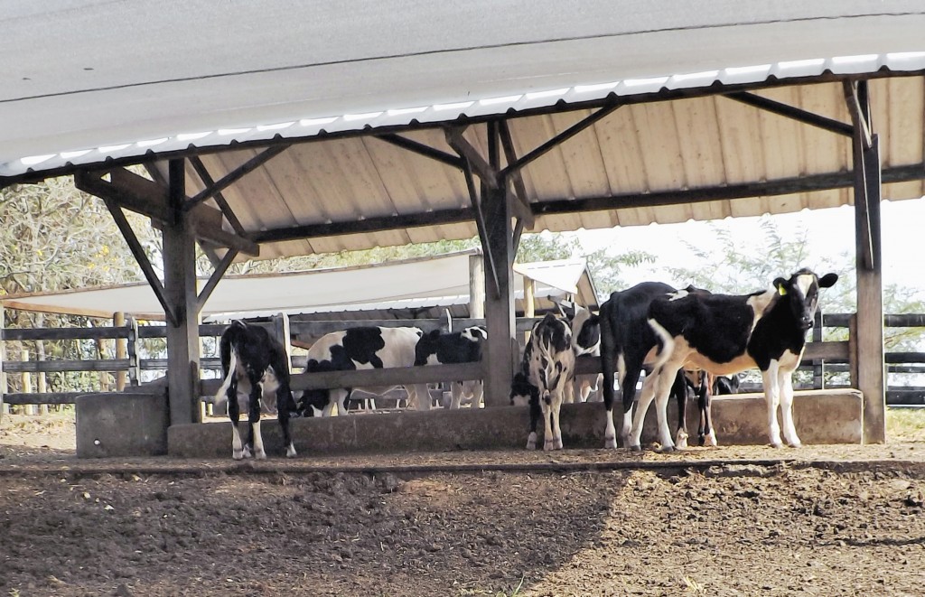 Cuidados com o gado em fazenda de Cachoeira Paulista; cidades se preparam para censo em 2018 (Foto: Arquivo Atos)