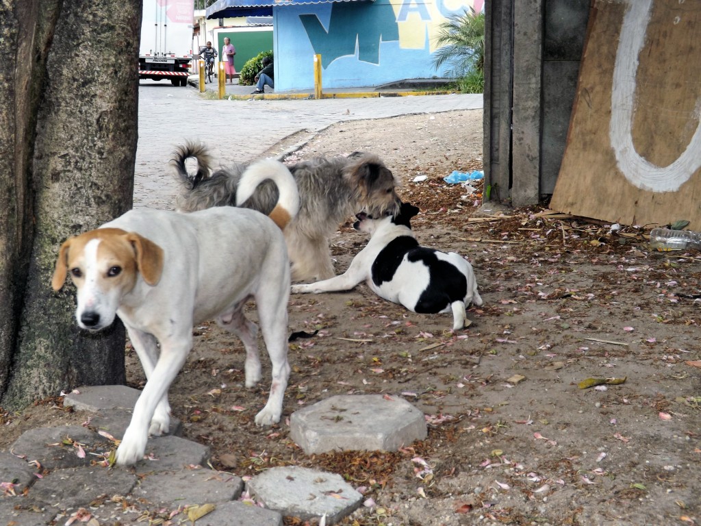 Cachorros na rua preocupam; cidade aprovou Fundo Municipal do Meio Ambiente e Bem-Estar Animal (Foto: Arquivo Atos)