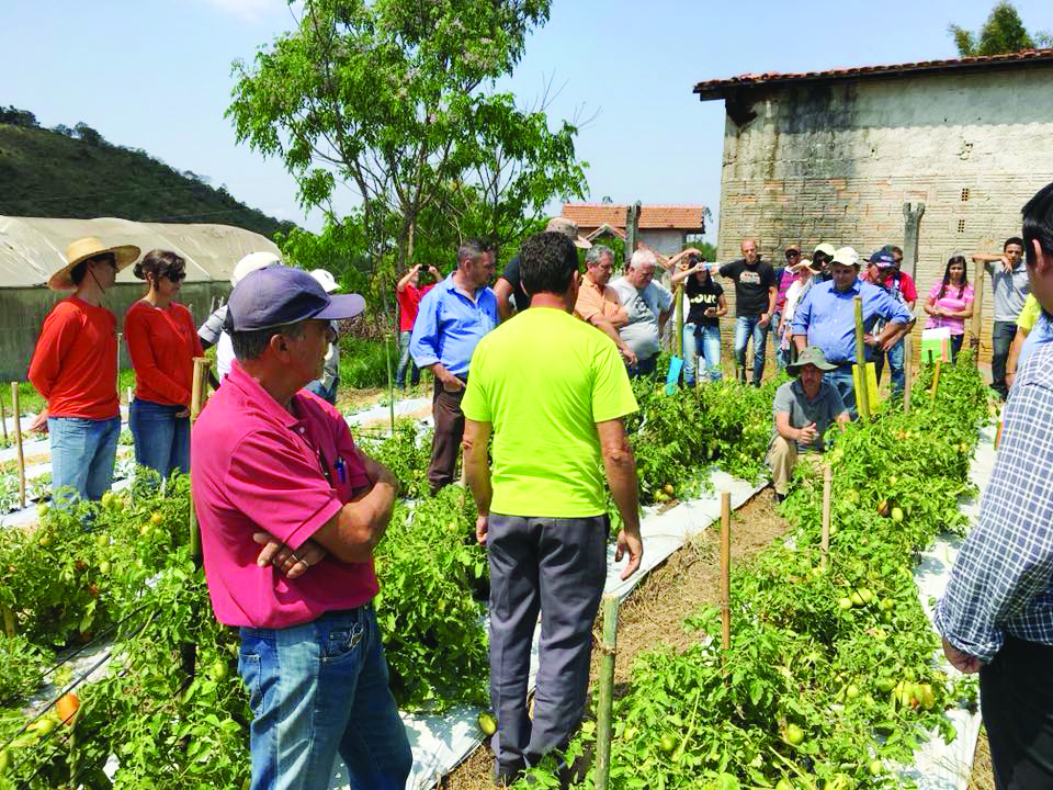 Trabalho de produtores rurais com alimentos orgânicos em Pindamonhangaba; setor debate criação de cooperação para ampliar acesso na cidade (Divulgação)