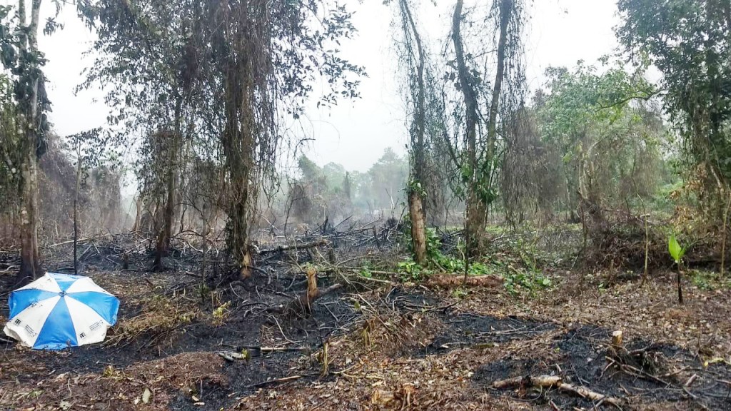 Área atingida por queimada em Ubatuba; Polícia Ambiental reforça atenção para evitar novos casos (Foto: Divulgação Polícia Ambiental)