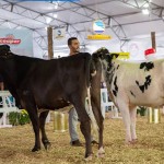 Exposição de gado leiteiro é atração em Guaratinguetá