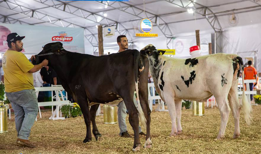 Exposição de gado leiteiro em 2018; Guaratinguetá recebe nova edição neste mês (Foto: Reprodução) 