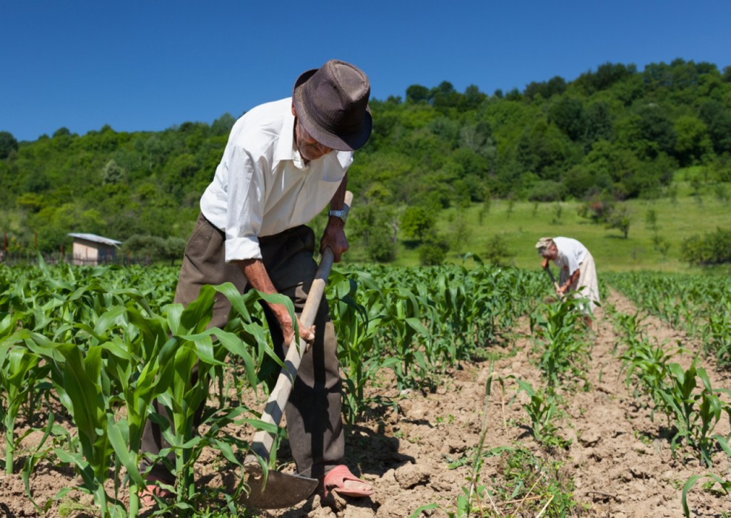 Produtor rural de Ubatuba; cidade reforça merenda na rede pública com participação da agricultura familiar (Foto: Reprodução PMU)