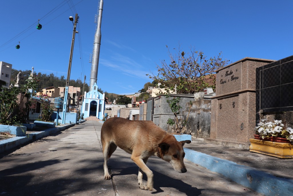 Cachorro caminha pelo cemitério de Aparecida; cidade passa a contar com lei contra maus-tratos (Foto: Marcelo A. dos Santos)