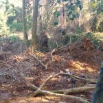 Área de preservação é alvo de desmatamento em Ubatuba