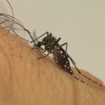 Aparecida enfrenta alto risco para contaminação de Dengue