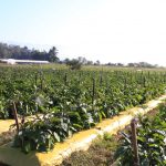 Caraguá realiza censo sobre produtores rurais e artesanais por “raio x” da economia