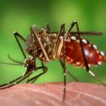 Guaratinguetá tem risco de epidemia de dengue após ADL acima do normal