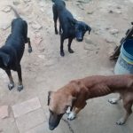 Polícia Ambiental apreende 152 animais em situação de maus-tratos no Embauzinho