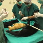 Lorena retoma vacinação antirrábica de cães e gatos