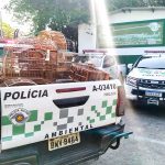 Polícia Ambiental resgata aves silvestres de cativeiros em três cidades da região