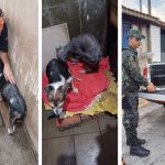 Homem é preso por maus-tratos a animais em Pinda
