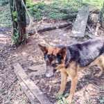 Em menos de 12 horas, Guará registra dois casos de maus-tratos contra cães