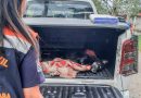 Cão atropelado morre por negligência de tutor, em Pinda